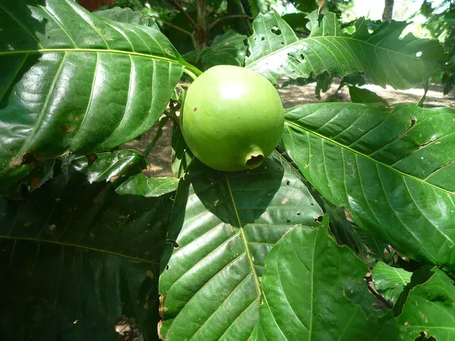 Borojó, ingrediente de Musfort